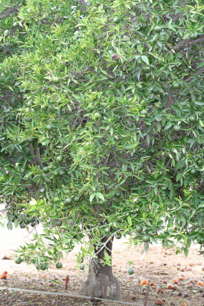            Habit (Riverside, CA)   